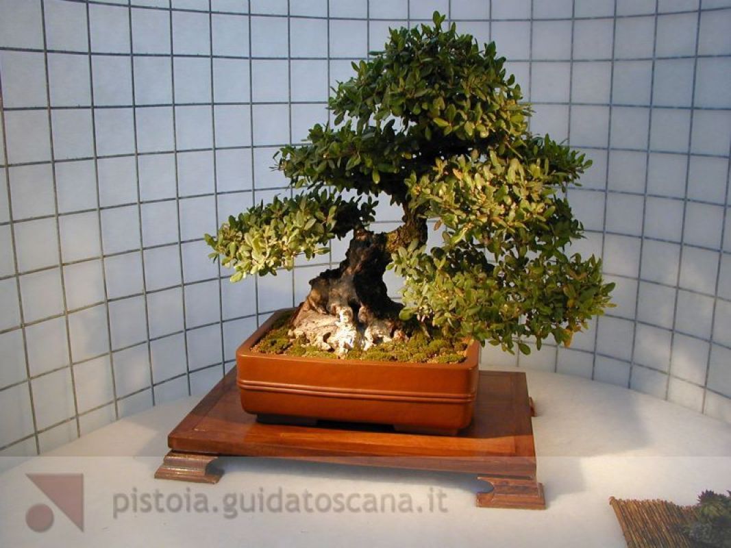 Bonsai alla Biennale del fiore a Pescia