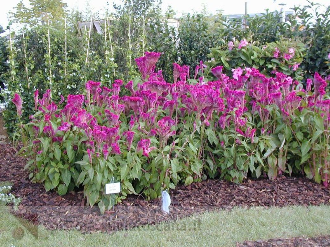 Piante da Giardino