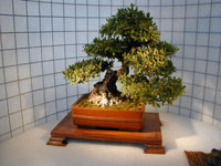 Biennale del Fiore, Bonsai